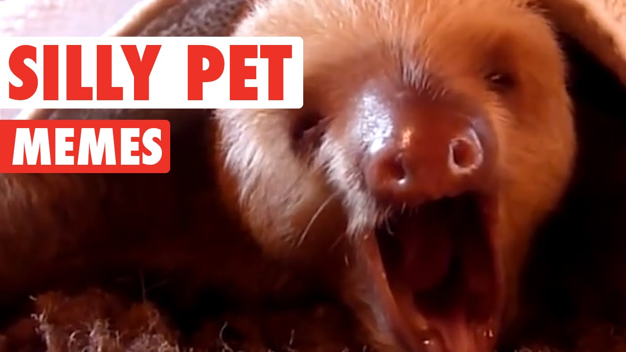 Silly Pet Meme Video Compilation 2016 YouTube