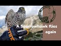 A Sparrowhawk flies again