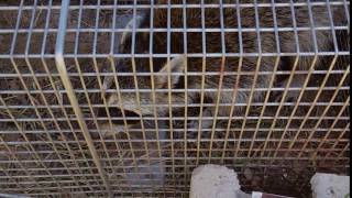 The Raccoon Video at Blackberry Creek Mini Farm