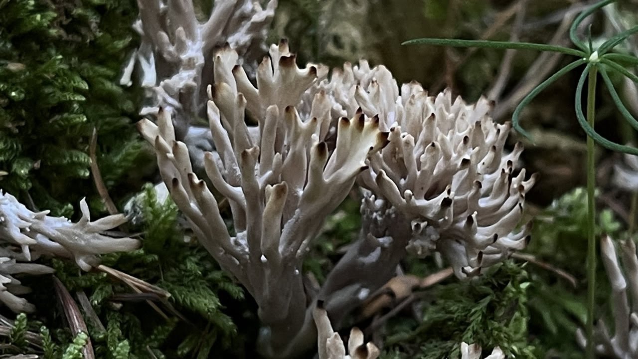 4K Clavulina cinerea Mushroom Identification