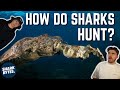 Mindblowing shark hunting strategies ft lindsay nikole