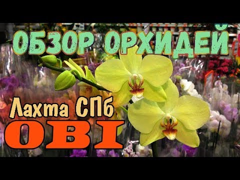 Купить Цветы В Оби К 8 Марта