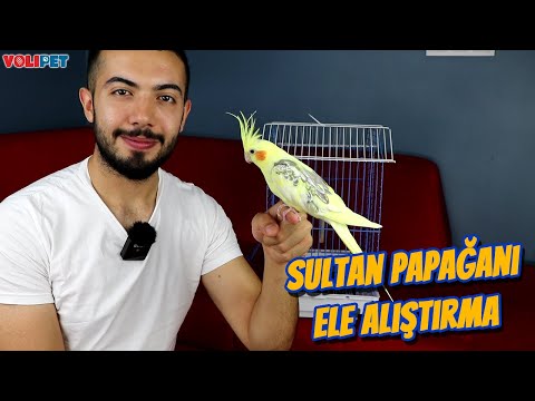 Sultan Papağanı Ele Alıştırma (ÇOK KOLAY)