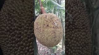 நம்ம மரத்துல காய்த்த காய்தான்