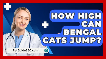 How High Can Bengal Cats Jump? - PetGuide360.com