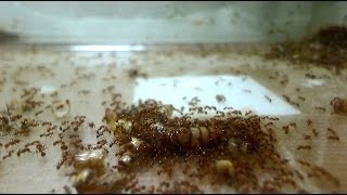 What Really Happens When Ants Find Food?