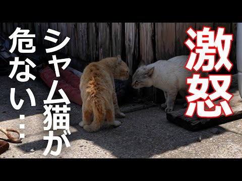 【激怒】シャム猫が危ない!その理由が…
