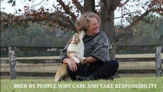 Breeding a Nireno Corgi