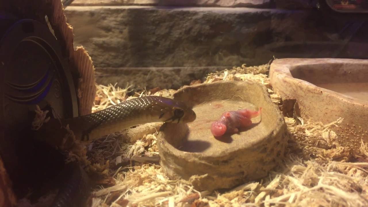 couperin ordres Blacktail Cribo takes pinkie mouse for a late dinner