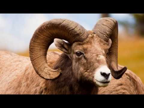 რა ლამაზი ხარ თუშეთო.(Ra Lamazi xar Tusheto)Original.