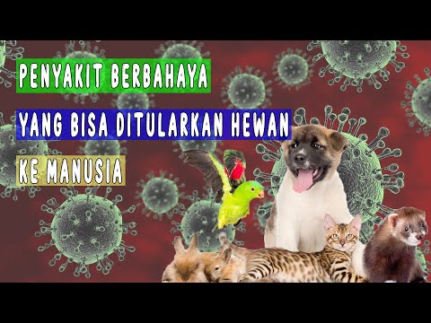 PENYAKIT BERBAHAYA YANG BISA DITULARKAN HEWAN KE MANUSIA