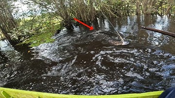LUAR BIASA, RAJANYA BIG SIZE RAWA PEDALAMAN MENGHENTAK DUA KAIL TAJUR DENGAN KEKUATAN 7,4Kg... !!!