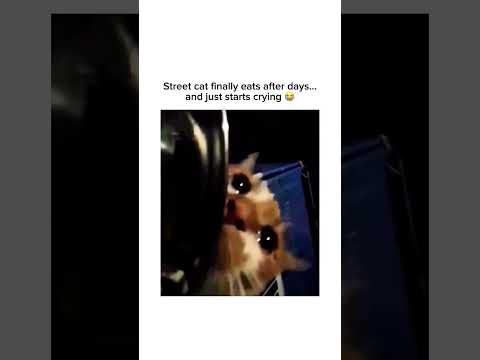 Music & memes – the perfect combo! 🎶 🤣#touching #sadcat #straycat
