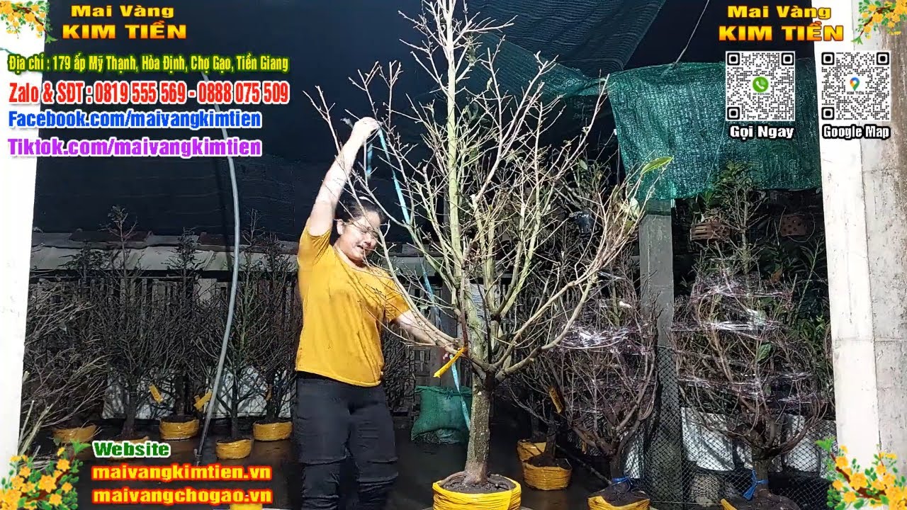 Phôi Mai Thủ Đức Giá Rẻ Bao Ship Bao Sống Toàn Quốc - Mai Vàng Kim Tiền Chợ Gạo