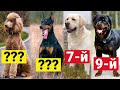 ТОП-10 Умных пород собак по версии канала "Funniest Pets Ever"!