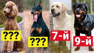 ТОП-10 Умных пород собак по версии канала "Funniest Pets Ever"!