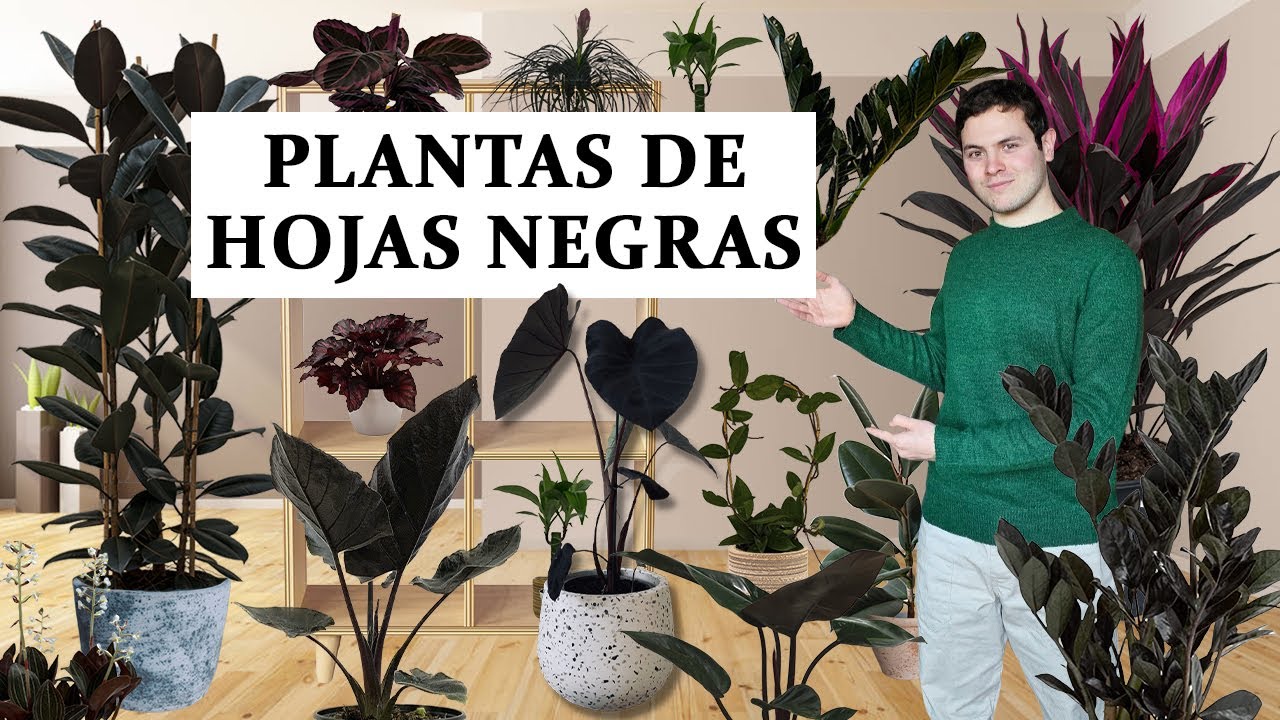 TOP 8 plantas oscuras para interior