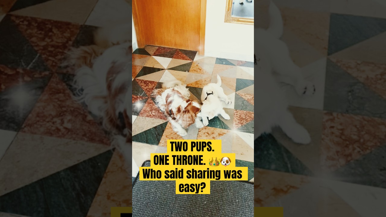Two pups, one throne 👑🐶  Who said sharing is easy? 