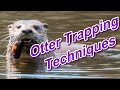 Otter Trapping Techniques Focus on Trapping