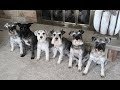 They Make Me Laugh All The Time | Life With 6 Schnauzers の動画、YouTube動画。