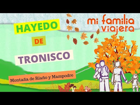 Hayedo de Tronisco en Cofiñal