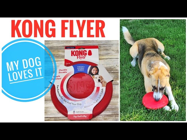MY DOG LOVES Kong Flyer Rubber Flying Disc Dog Toy REVIEW Best SELLING 