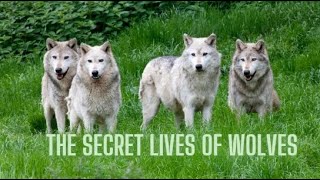 The Secret Lives of Wolves