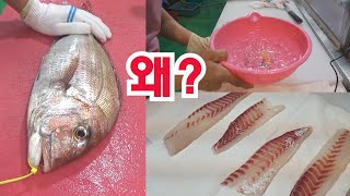 낚시로 잡은 참돔 회뜨기배워보세요 /썰어가면 안되는 이유red seabream/porgy/sashimi