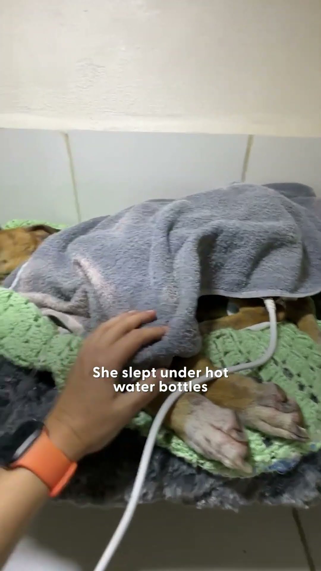 Dog Who Was Too Skinny To Move Finally Lifts Her Head Up | The Dodo