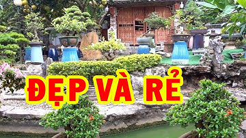 Vườn phong cách Nhật cây phôi cũng Nhật, cây đẹp giá rẻ - cheap and beautiful bonsai trees