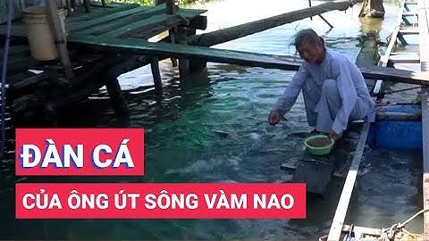Đàn cá của ông Út sông Vàm Nao