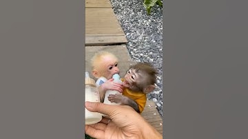 Two Baby Monkeys Fought Over a Bottle… Then Both Started Crying!