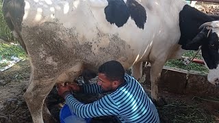 تعليم حليب البقر بكل سهوله
