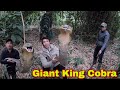 Chạm Trán Hổ Mang Chúa Khổng Lồ Giữa Rừng, Đệ Tử Gào Thét Chạy Hoảng Loạn| Giant King Cobra