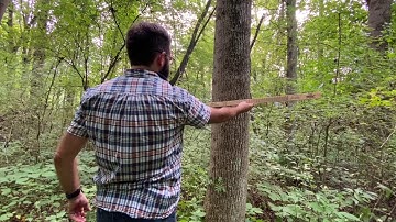 Measuring DBH with a biltmore stick