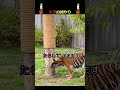 ライオンの餌やり