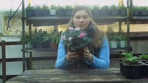 Размножение цикламена. Легко и просто.