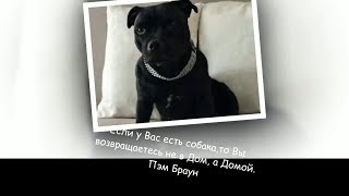Друг собаки - это звучит гордо ! Друг собаки - это звучит гордо !