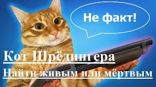 Кот Шрёдингера  Найти живым или мёртвым