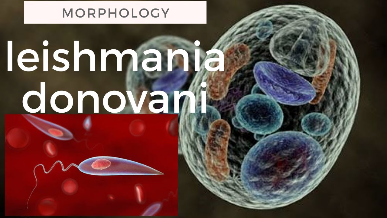 Leishmania donovani morphology..... YouTube