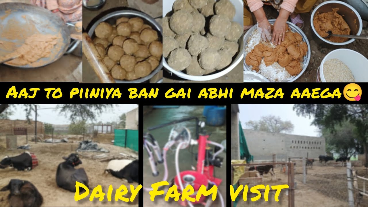 Dairy farm visit || Piiniya bna li guyss😋😋