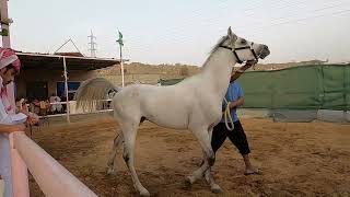 حراج الخيل بالطائف 27 9 2022