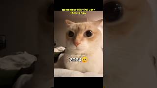 Then 💝 vs now 😞 Legendary memes #nostalgia #cat #legendarymemes