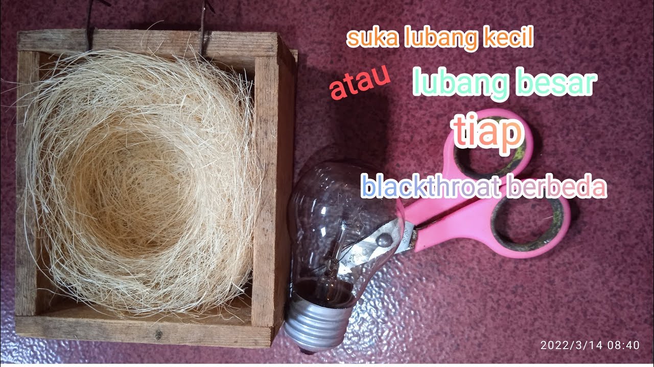 membuat sarang blackthroat yang tepat