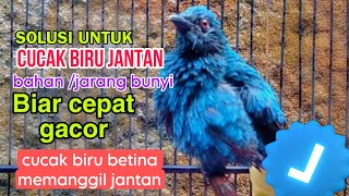 Pancingan suara cucak biru betina memanggil jantan