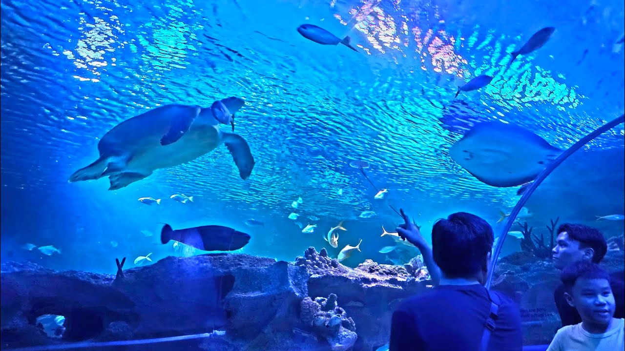 Aquaria KLCC Largest Aquarium in Southeast Asia