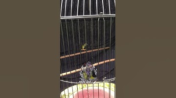 Sogon gacor nembak pelatuk sampit panjang!! #sogon #sogongacor #sogokontong #sunbird