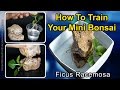 How To Train Your Ficus Mini Bonsai For Root Over Rock Style