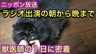 ニッポン放送ラジオ出演当日の獣医師と猫の1日に密着【動物病院の日常】