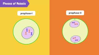Process and Importance of Meiosis in an Animal Cell